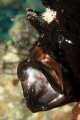   Hungry Frogfish  